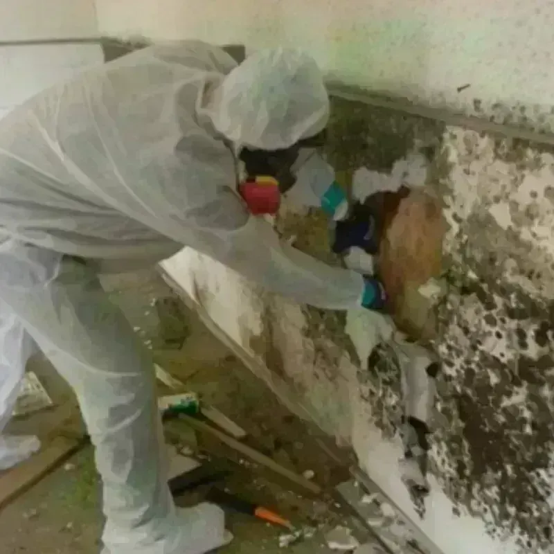 Mold Remediation and Removal in Castine, ME